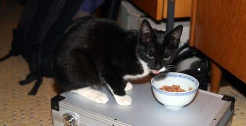 Katze vor Reis-Schüssel