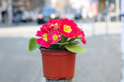 Werbegemeinschaft Neustadt macht mit Primeln die Neustadt bunt