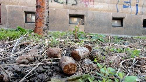 So soll es künftig nicht mehr aussehen - Baumscheibe auf der Schönfelder Straße