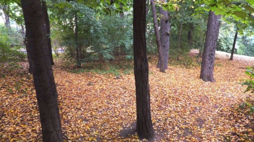 Herbst im Alaunwäldchen