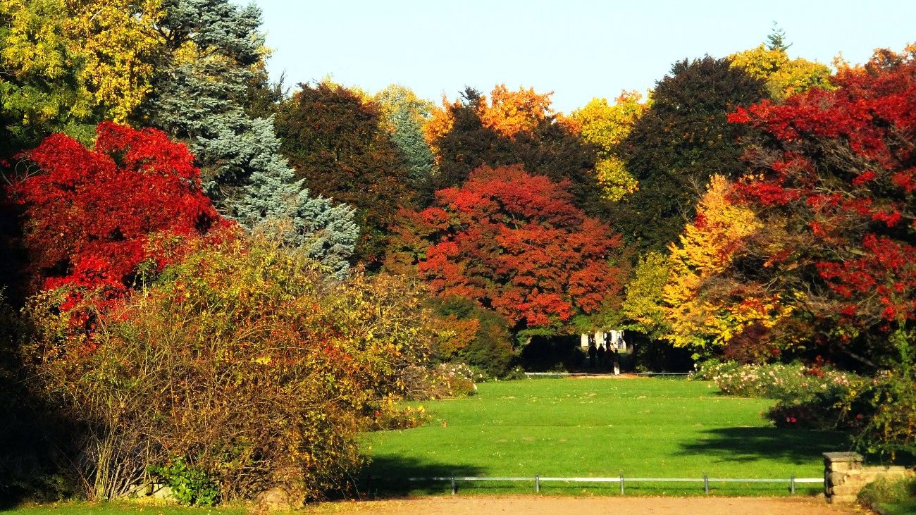 Warum werden herbst blätter bäume bunt wie kommen verschiedenen farben zustande