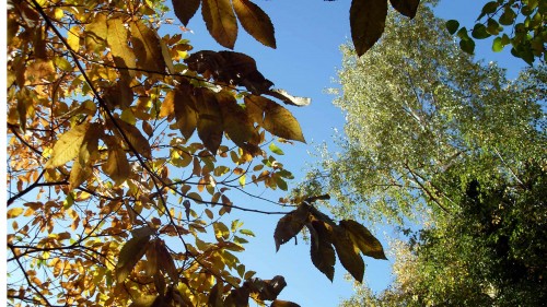 Ergänzende Herbstimpression. Danke an S.Ebnitzer.