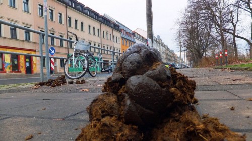 wenn aus Äpfeln Fladen werden