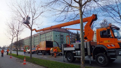 Baumpflege an der Hansastraße