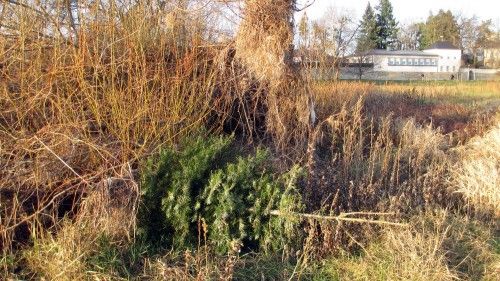 Gut getarnt und doch entdeckt: ausgesetzter Weihnachtsbaum an der Elbe