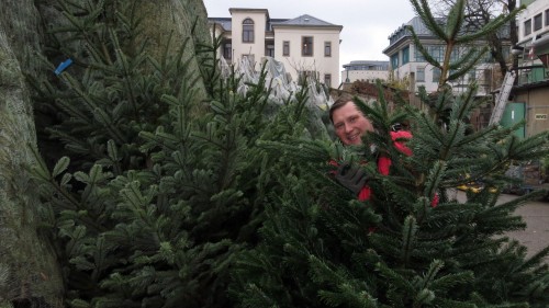 Hellmich inmitten seiner Weihnachtsbäume