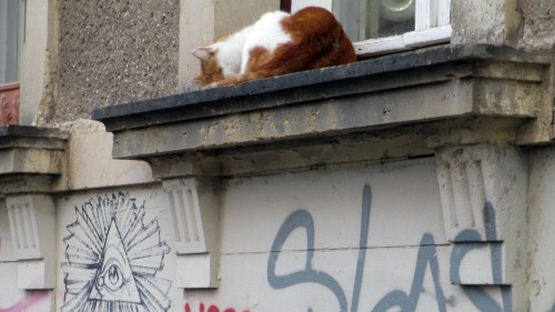 Im Winter heißt es für Katzen: auf die (Fenster-)Bretter. Darunter ein Werk der "20 Freaks"