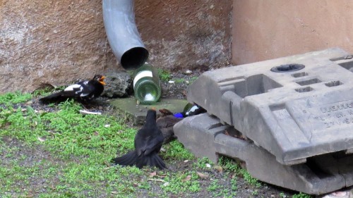 Drei Vögel und eine Weinflasche.