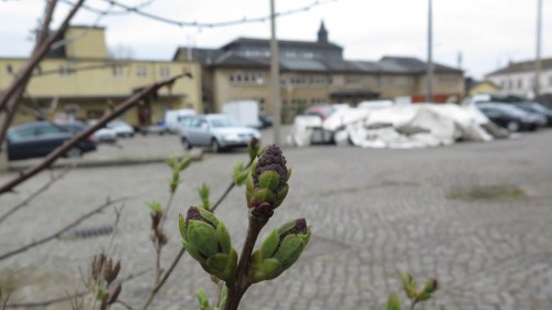 Lößnitzstraße 14 lädt zur Frühlingswerkstatt.