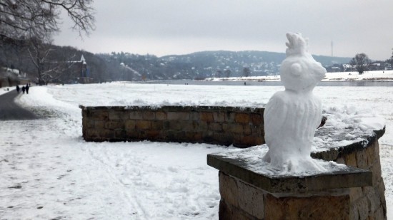 Schneevogel an der Elbe