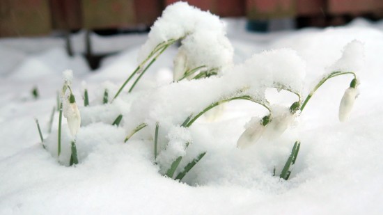 Frühlingsanfang: Schneeglöckchen im Winterkleid
