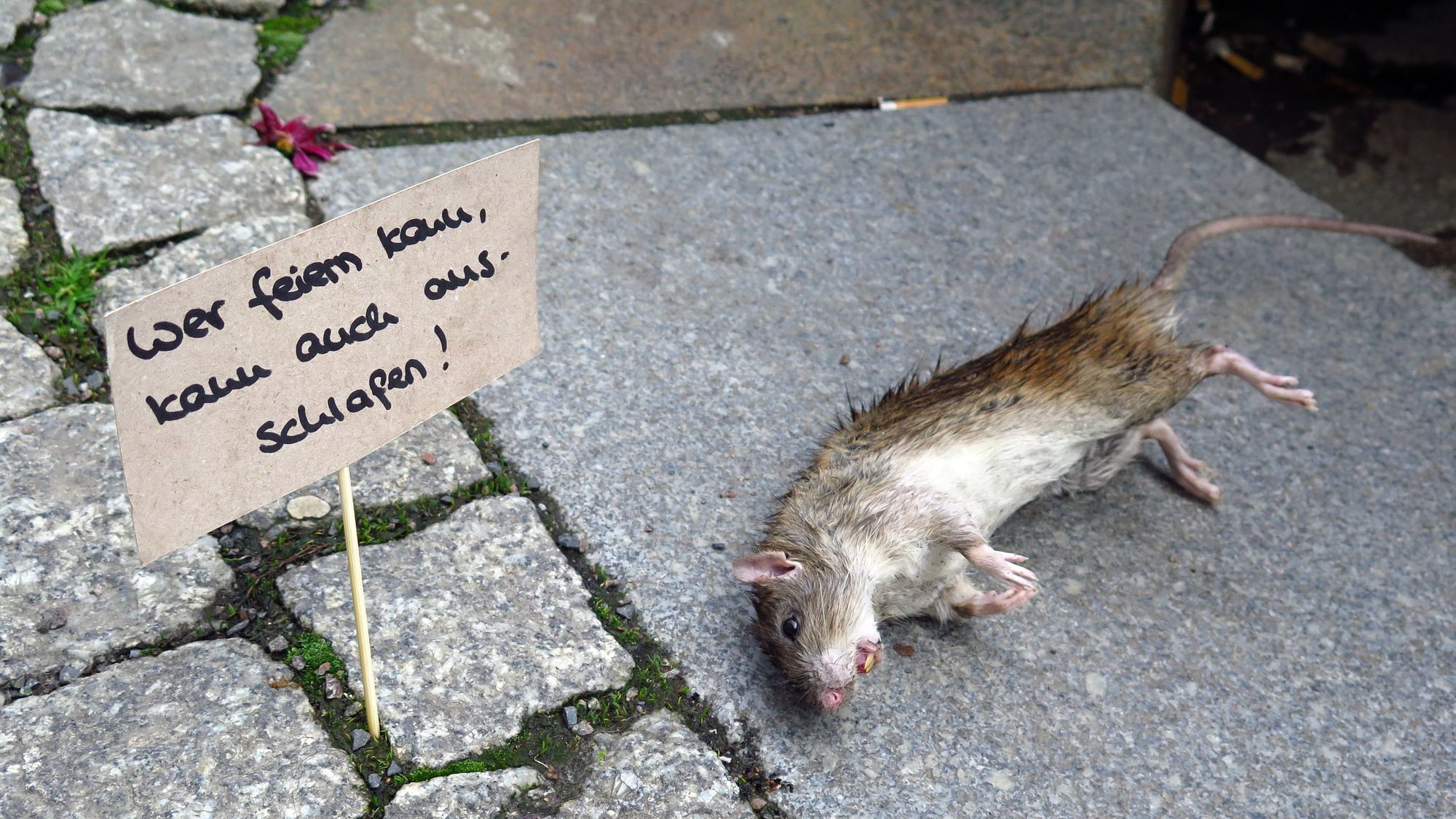 Tote Ratte auf der Louisenstraße