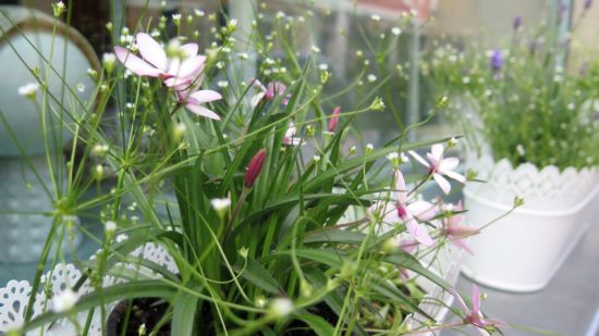 Blümchen vorm Maikind