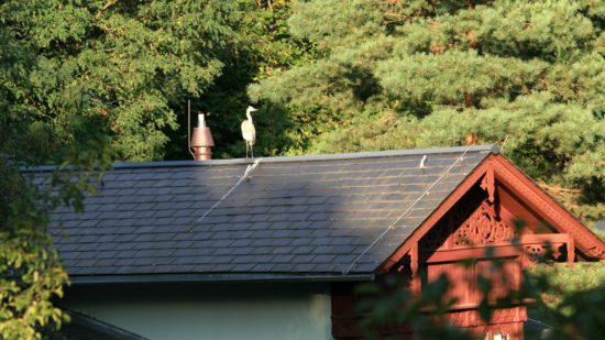 Graureiher auf dem Dach des Kraszewski-Museums - Foto: Karsten Selbig