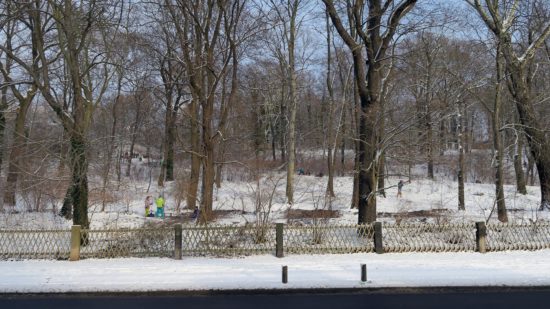 Ab Montag werden im Hechtpark Bäume gefällt.