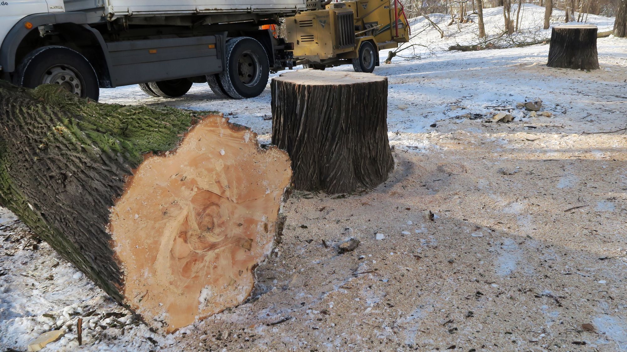 Gefällter Baum!