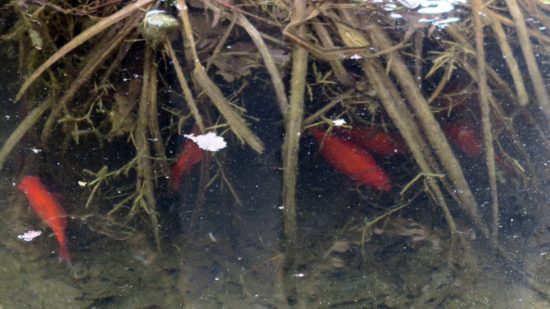 Den Zierfischen scheint der geringe Wasserdruck nichts auszumachen.