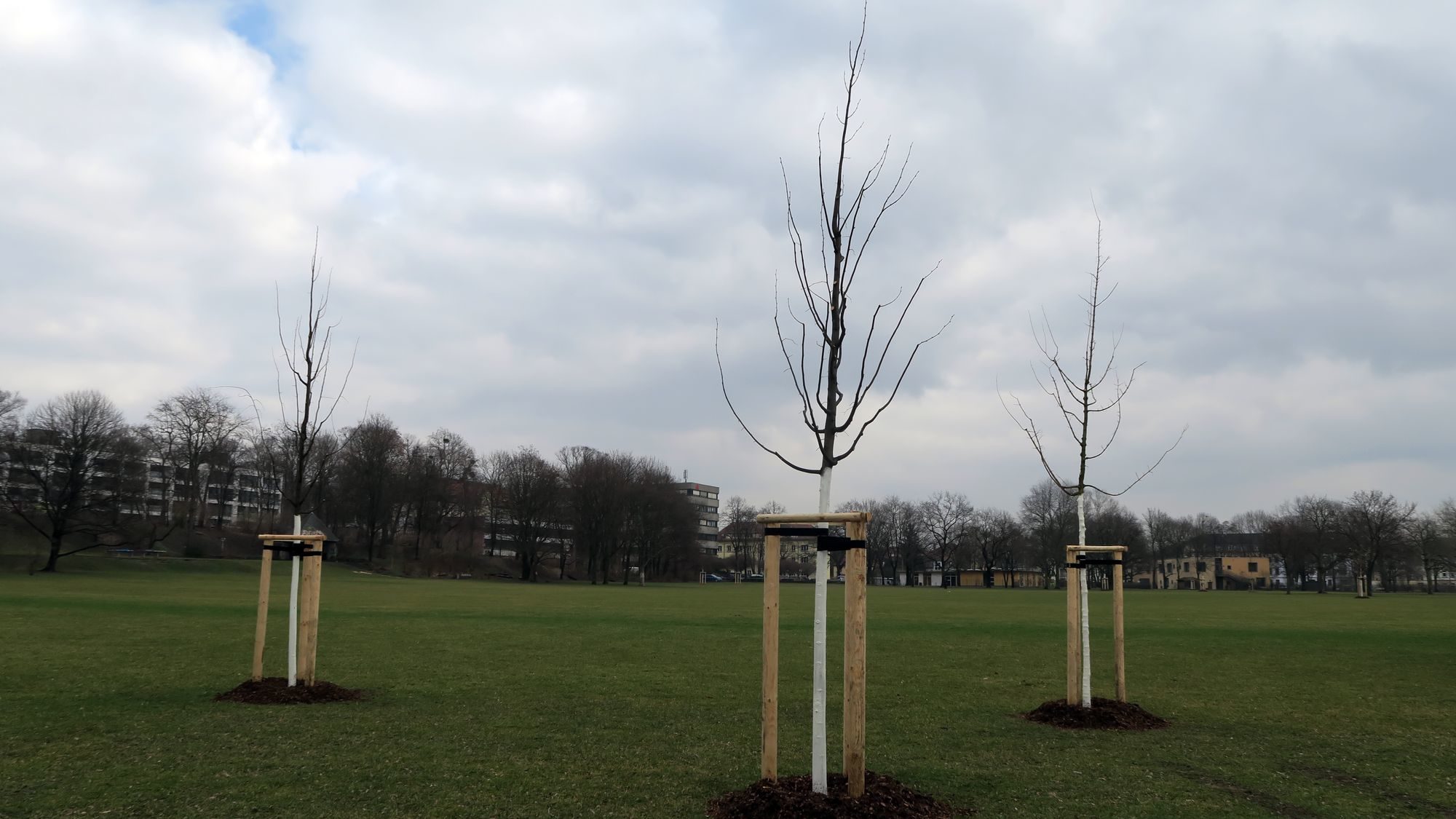 Neue Bäume für den Alaunplatz