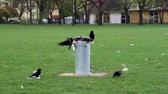 Krähen freuen sich über die volle Tonne.