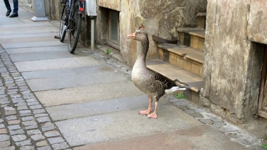 Gänsedialoge auf der Prießnitzstraße