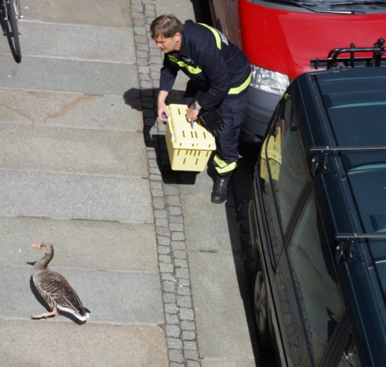 In der Transportbox wurde sie gesichert.