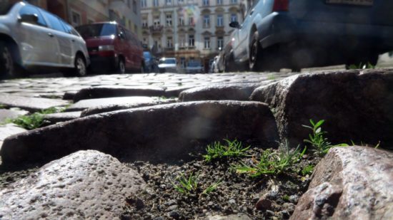 Kleine Büsche auf der Jordanstraße