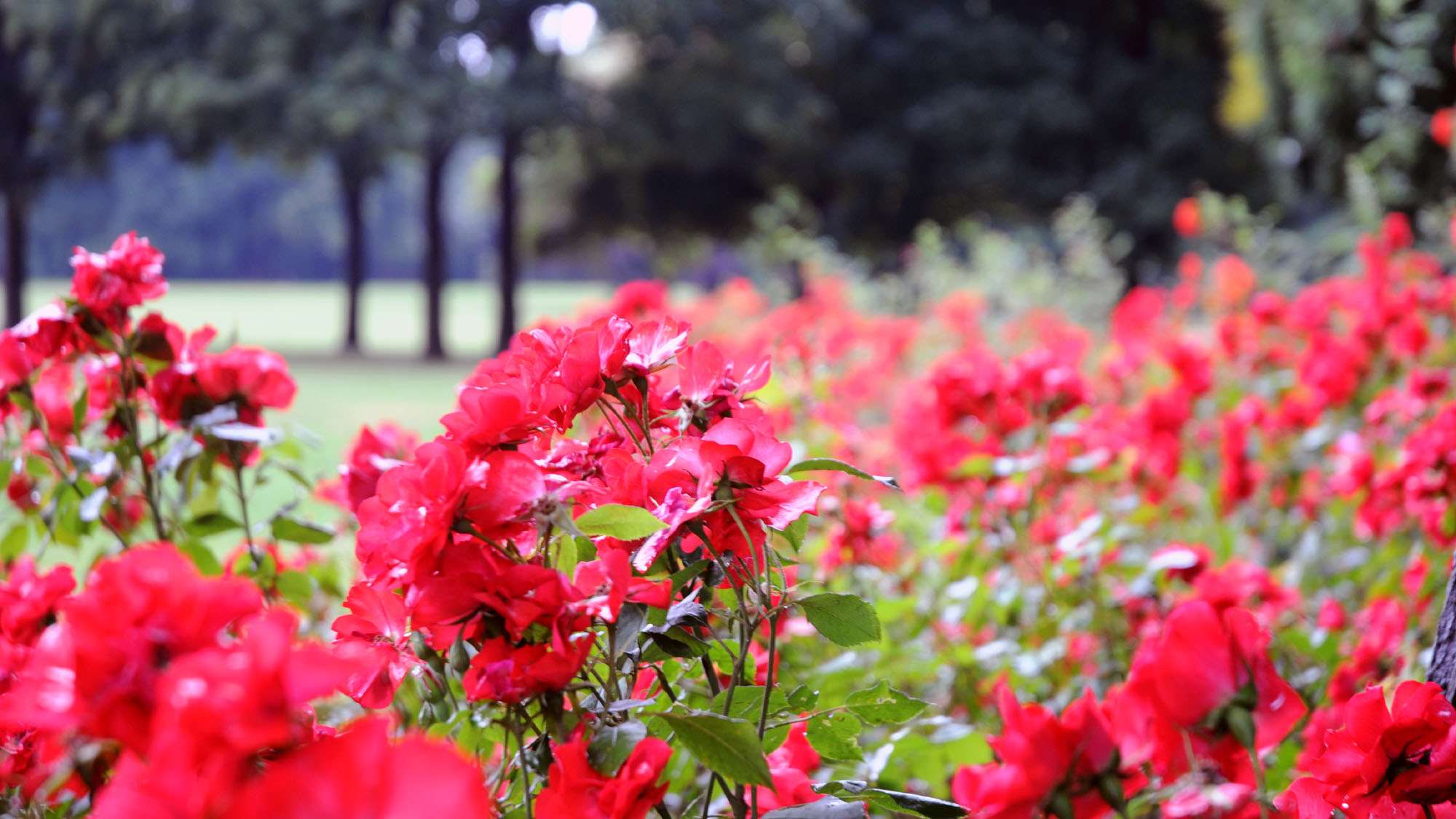 Rosen auf dem Alaunplatz