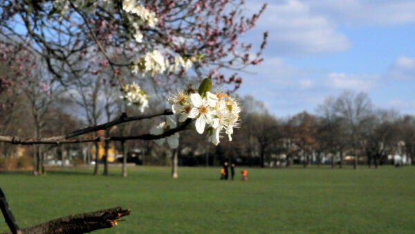 Frühling auf dem Alaunplatz