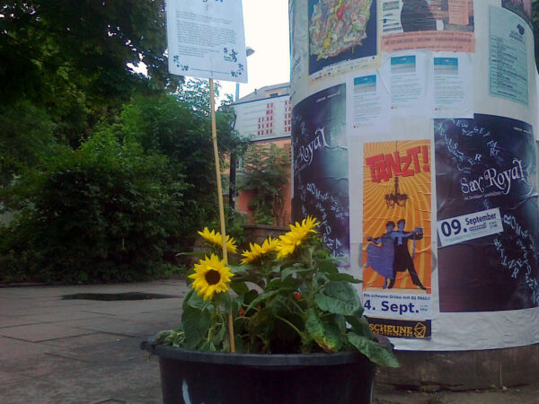 Sonnenblume vor der Scheune