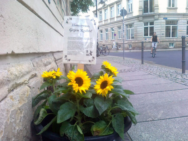 Sonnenblume vorm Stadtteilhaus