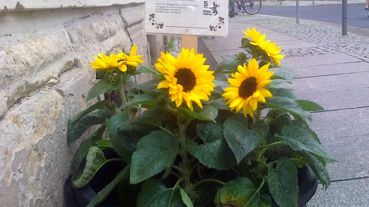 Sonnenblume vorm Stadtteilhaus