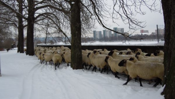 Schafe auf der Albertbrücke, Foto von Anne