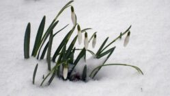 Schneeglöckchen, weiß Röckchen - danke an S.Ebnitzer für das Foto