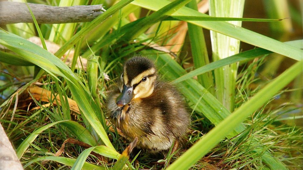 Ente am Albertplatz. Foto: Marc McLovin