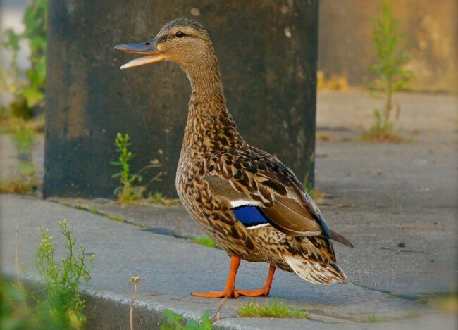 Enten am Artesischen Brunnen am Albertplatz