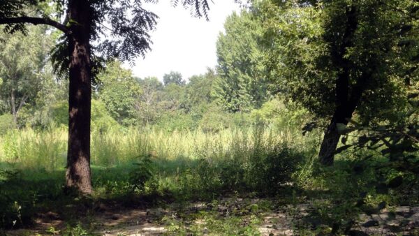 Der "Wald" auf dem Alaunplatz - Foto: Anton Launer