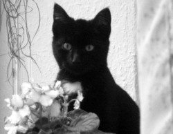 Kleine, schwarze Katze