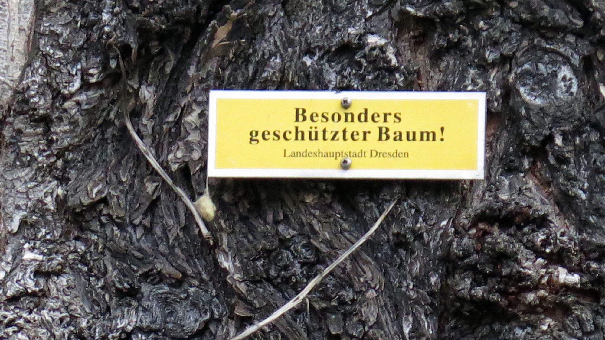 Aus dem "Besonders geschützten Baum" ist ein Naturdenkmal geworden.