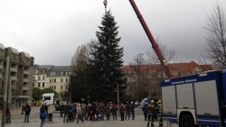 Das Aufstellen der Tanne stieß bei den Passanten auf großes Interesse