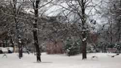 Schnee-Tauben am Alaunplatz