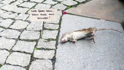 Tote Ratte auf der Louisenstraße