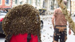 Bienenschwarm an der Louisenstraße