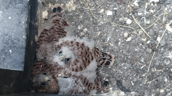 Die Turmfalken-Babys konnten gerettet werden. Foto: Kirchgemeinde