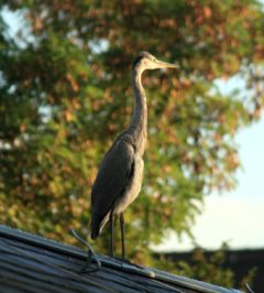 Graureiher auf dem Dach des Kraszewski-Museums - Foto: Karsten Selbig