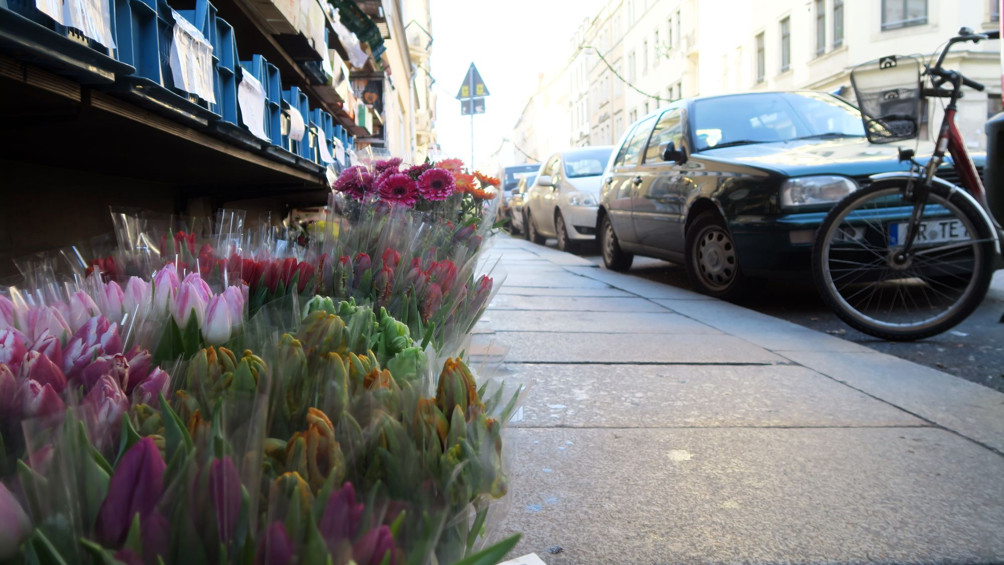 Tulpen von Bui - immer wieder gut.