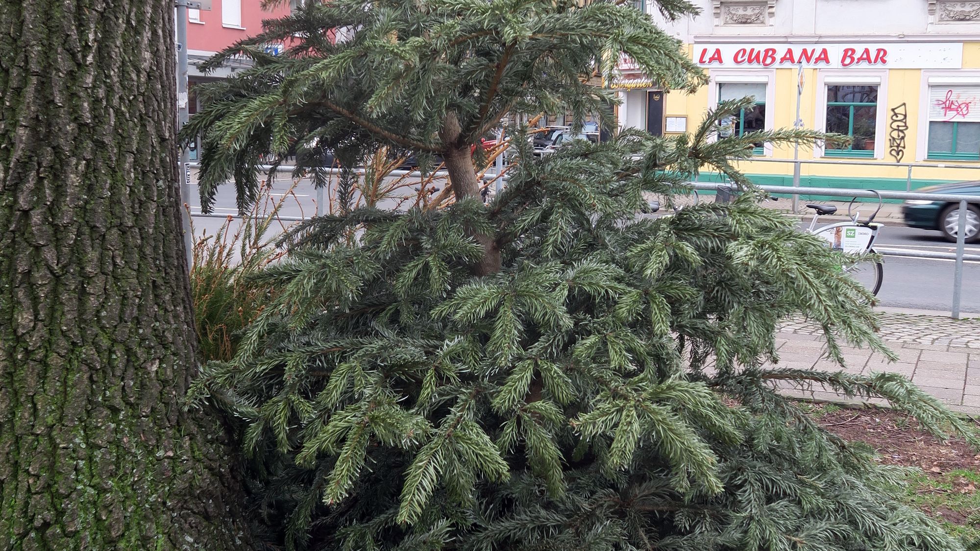 Weihnachtsbaumlagerstätte an der Ecke Bischofsweg/Kamenzer Straße