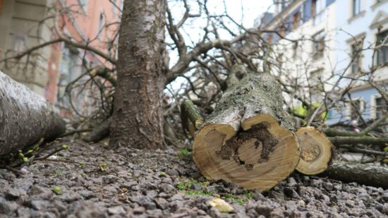 Pilzbefall oder morsch, drei Bäume mussten an der Sebnitzer Straße gefällt werden.