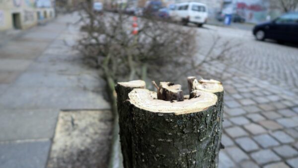 Pilzbefall oder morsch, drei Bäume mussten an der Sebnitzer Straße gefällt werden.