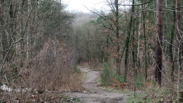 Weg durch die Heide