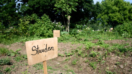 Der Gemeinschaftsgarten auf dem Alaunplatz